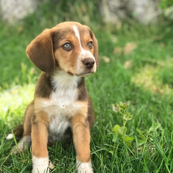 Meet your Posher, Darcy - Picture 1 of 1